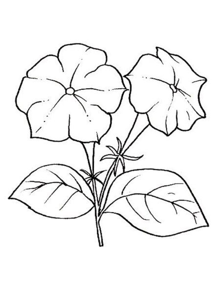 Петуния раскраска