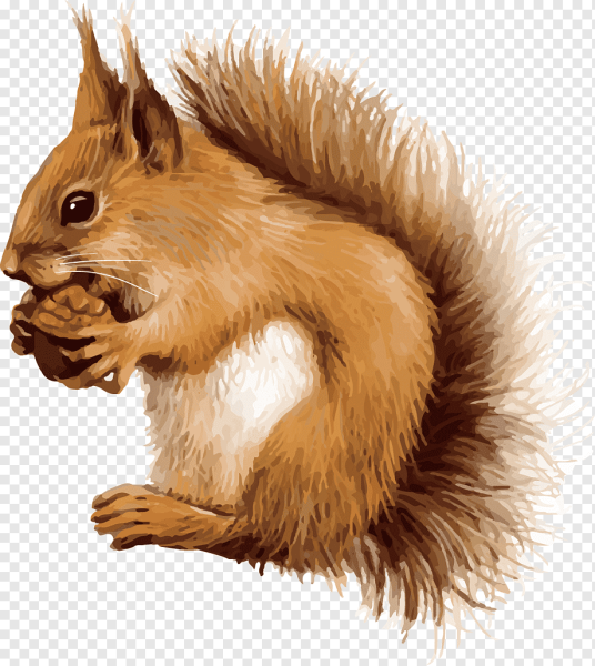 Белка на прозрачном фоне