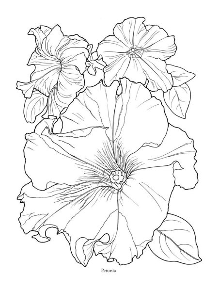 Раскраска петуния цветок