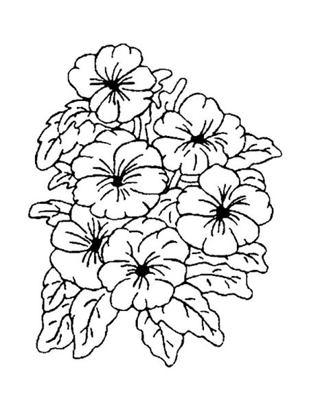 Петуния раскраска