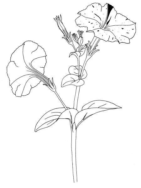 Строение петунии гибридной