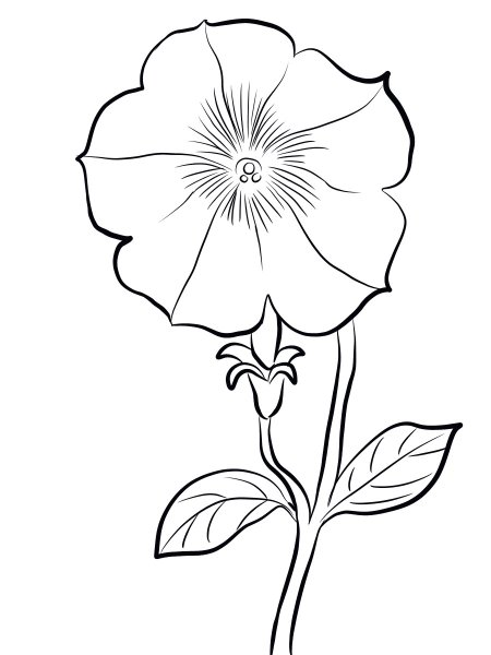 Цветы петунья раскраска