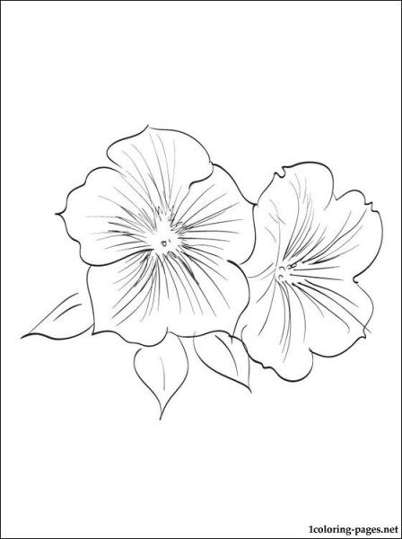 Раскраска петуния цветок