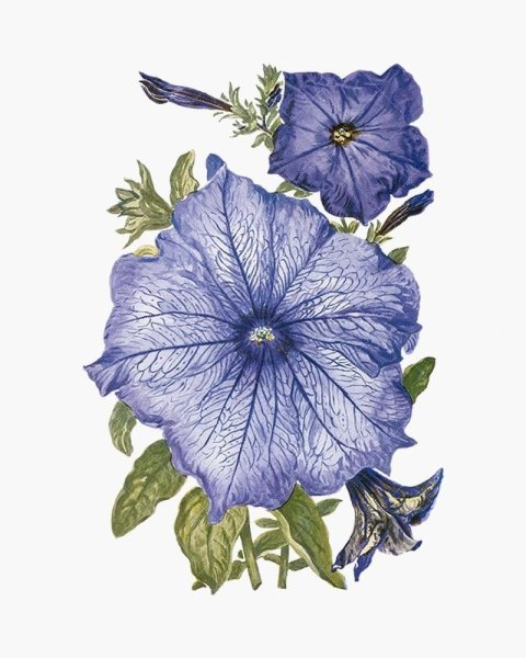Ботаническая иллюстрация петуния