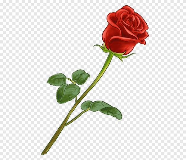 Нарисовать розу