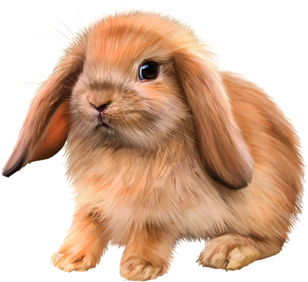 Изображение кролика для детей