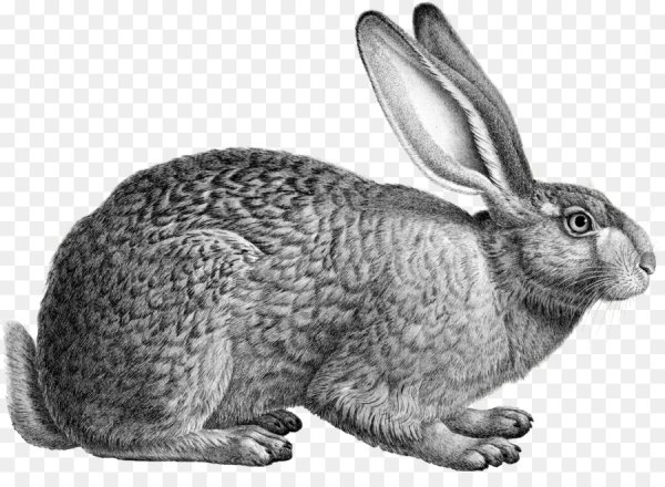 Кролик рисунок