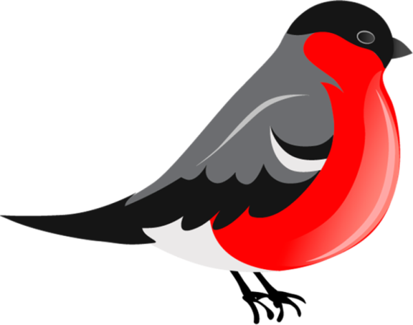 Снегирь на прозрачном фоне