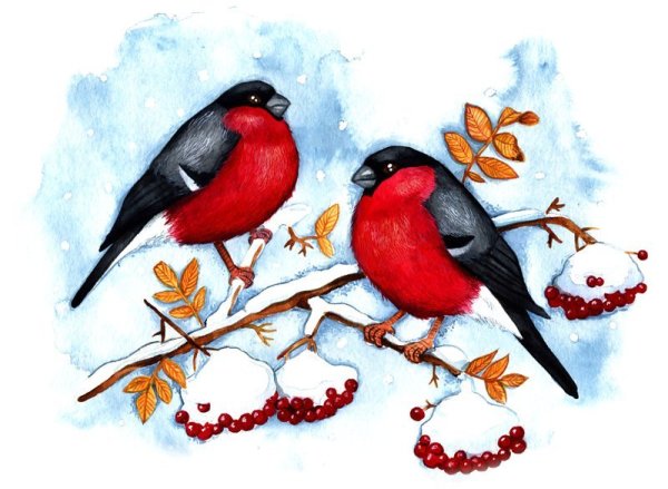 Снегирь на прозрачном фоне