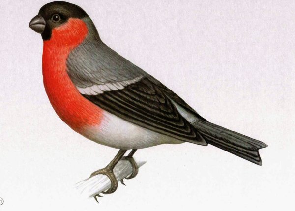 Пнснигири на белом фоне