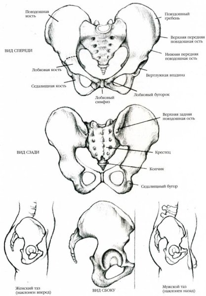 Кости таза анатомия человека спереди и сзади