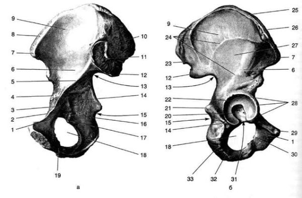 Тазовая кость анатомия без подписей