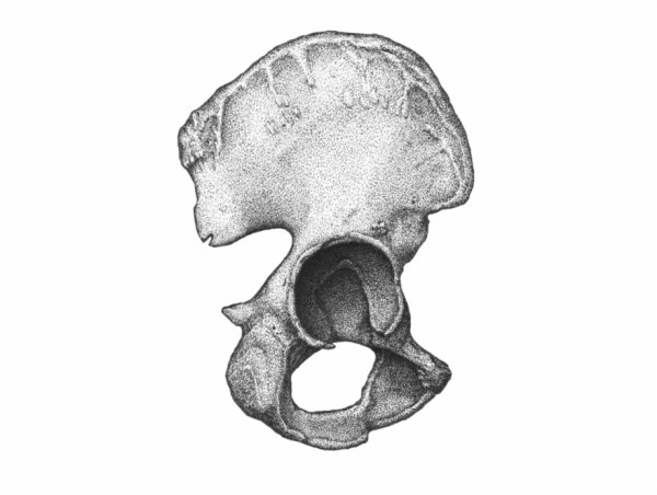 Строение таза Синельников