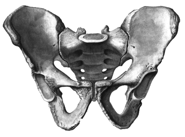 Тазовая кость