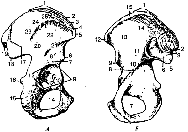 Анатомия строение скелет таза