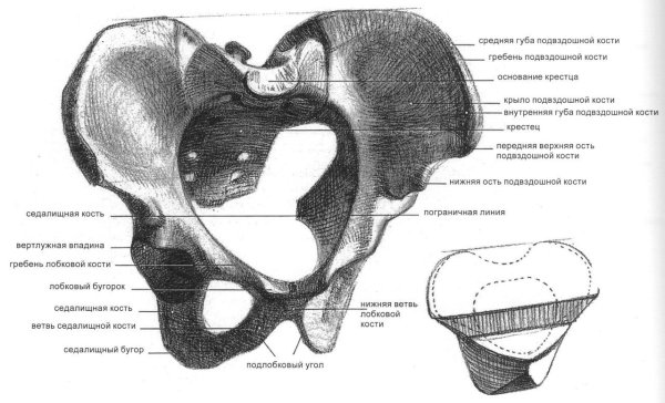 Кости тазового пояса анатомия
