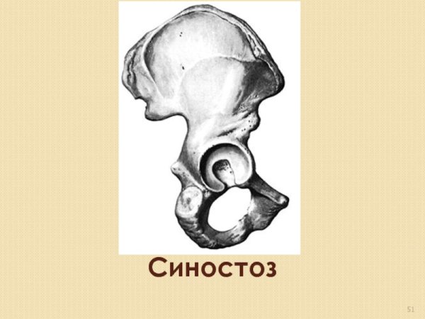 Подвздошная кость анатомия строение
