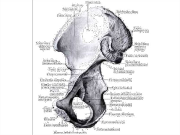 Кости таза сбоку