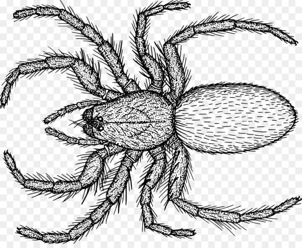 Нарисовать паука