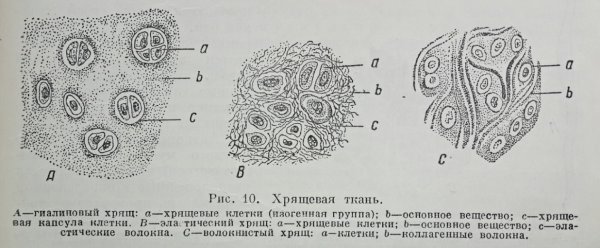 Гиалиновая хрящевая ткань строение
