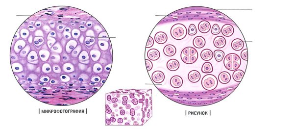 Гиалиновая хрящевая ткань рисунок