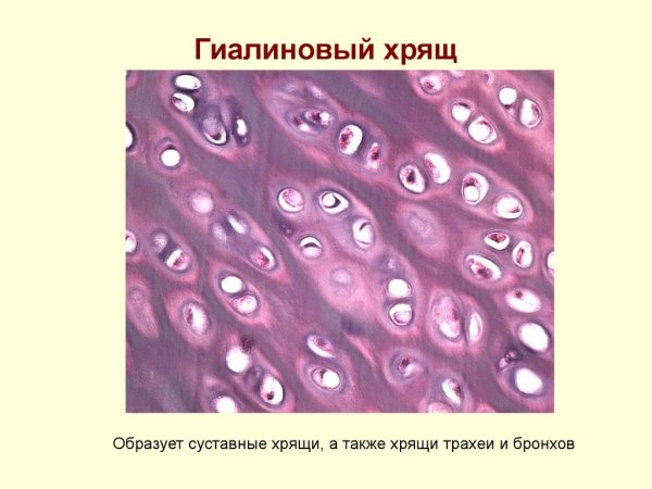 Соединительная ткань гиалиновый хрящ