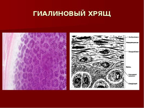 Клетки гиалиновый хрящ соединительной ткани
