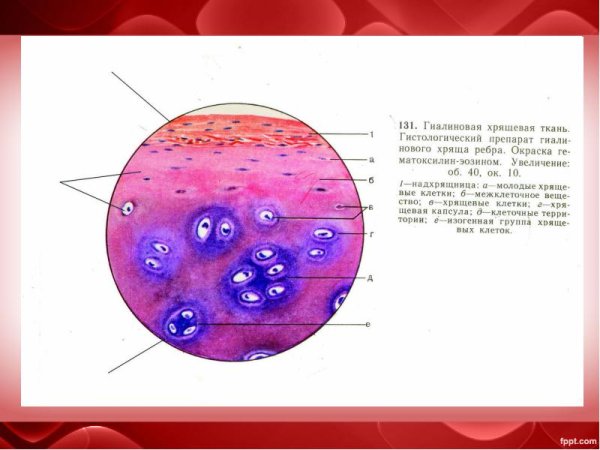 Гиалиновая хрящевая ткань строение