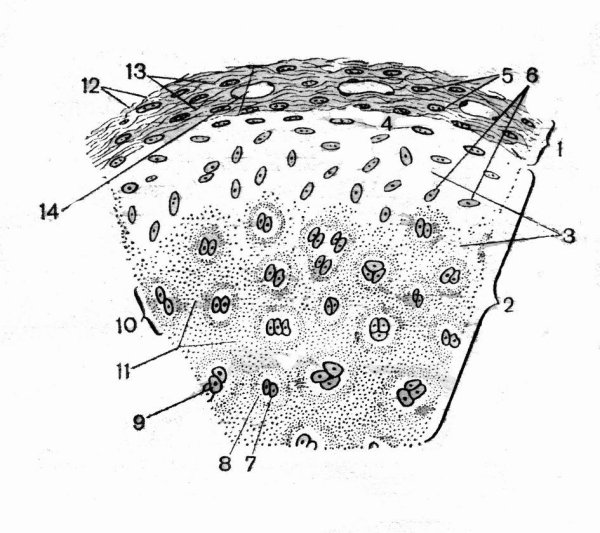 Строение гиалинового хряща препарат