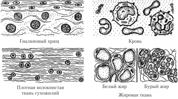 Хрящевая волокнистая соединительная ткань рисунок