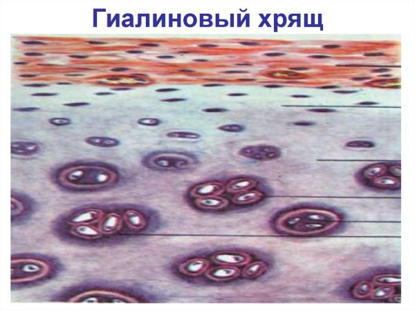 Гиалиновый хрящ ( гиалиновая хрящевая ткань).
