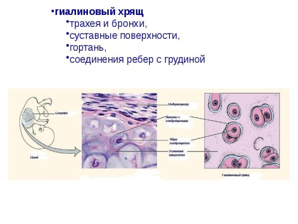 Соединительная ткань гиалиновый хрящ