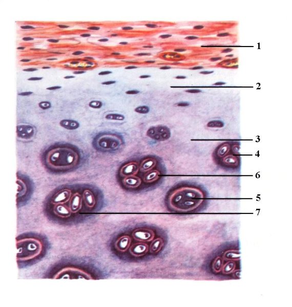Гистология глиальный хрящ