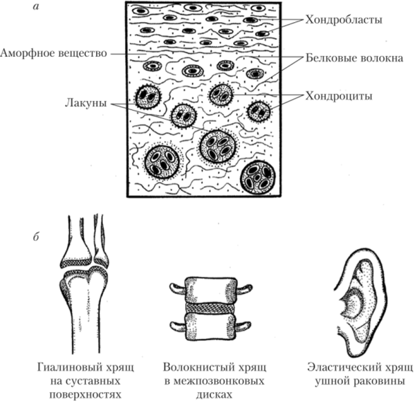 Гиалиновая хрящевая ткань строение
