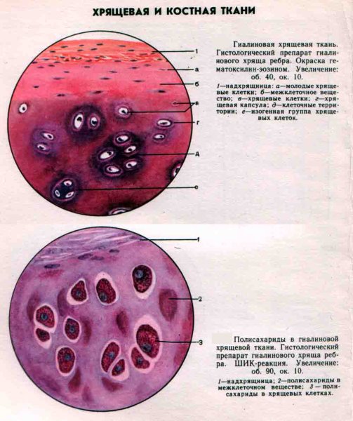 Гиалиновый хрящ ткани ребра кролика