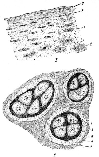 Гиалиновый хрящ строение