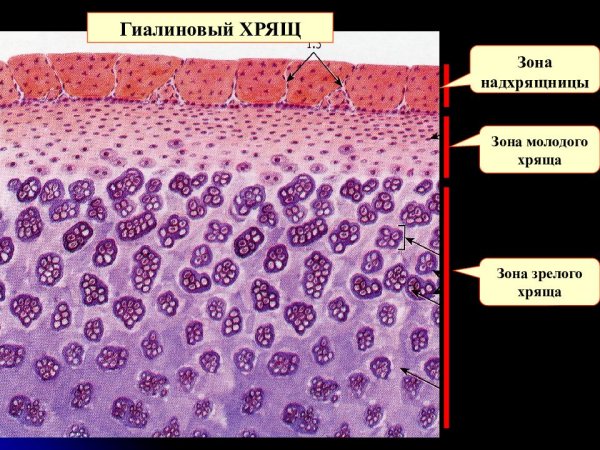 Надхрящница гистология