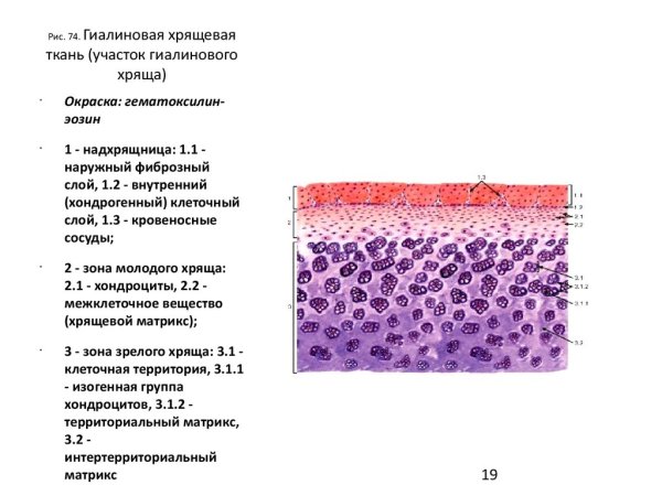 Гиалиновый хрящ коллагеновые волокна