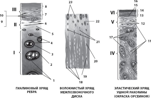 Гиалиновый хрящ ( гиалиновая хрящевая ткань).