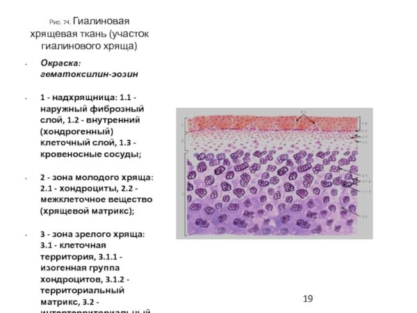 Микропрепарат гиалиновый хрящ ткани