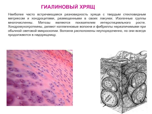 Хрящевая ткань гиалиновый хрящ