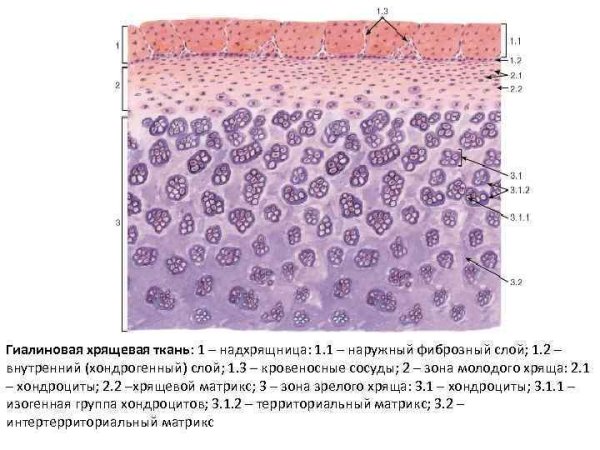 Изогенные хондроциты