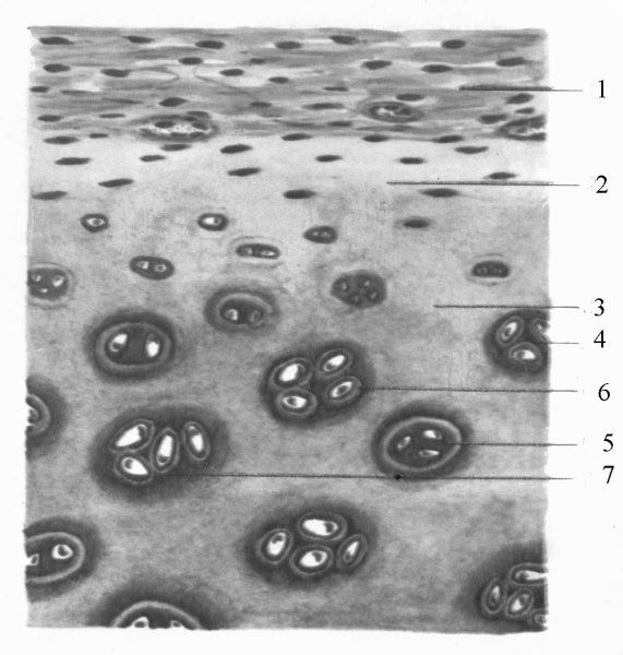 Гиалиновый хрящ территориальный Матрикс