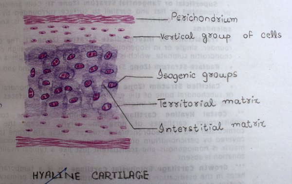 Гиалиновый хрящ гистология