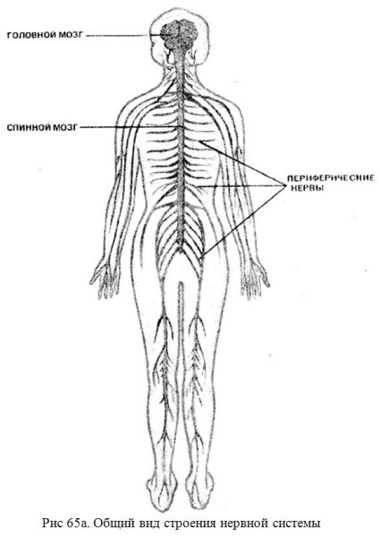 Тело человека анатомия нервная система