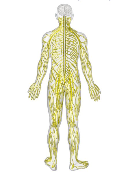 Анатомия человека нервная система ПНС