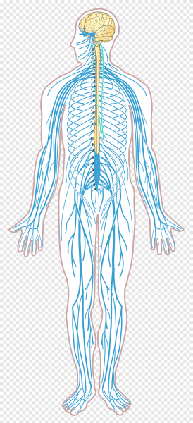 Нервы человека анатомия