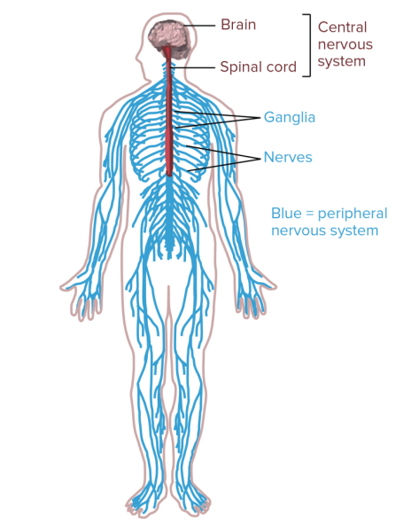 Нервная система Центральная нервная система