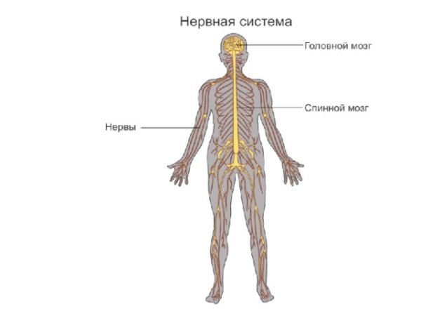 Нервная система система человека строение 3 класс