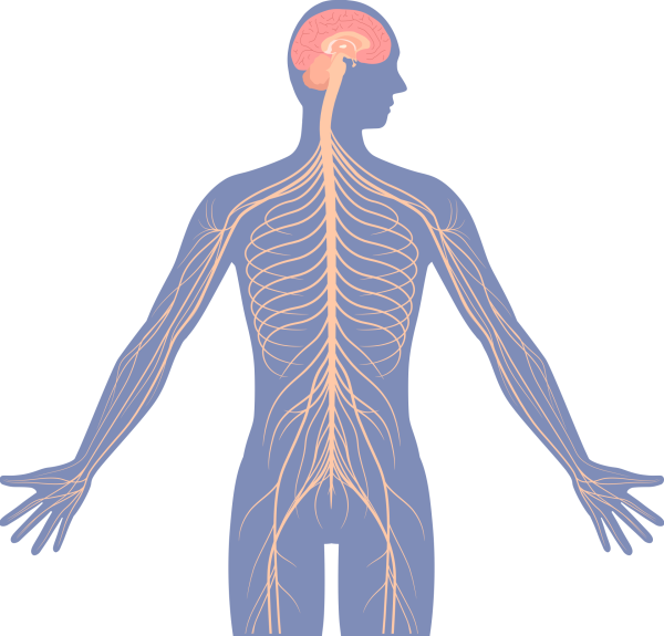 Нервная система человека нервы